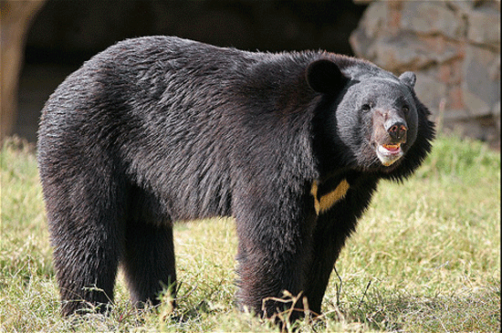 Asiatic black bears - bears species | datvis jishebi | დათვის ჯიშები