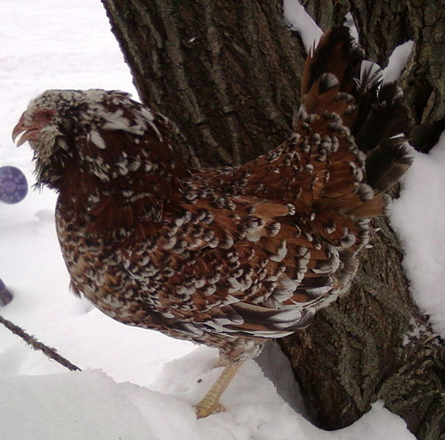 Russian Orloff - chicken Breeds | ქათმის ჯიშები | qatmis jishebi