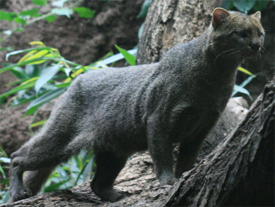 Jaguarundi - wild cats - lynx | ფოცხვერი | focxveri