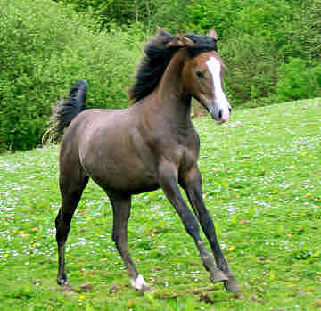 Mustang - horse Breeds | ცხენის ჯიშები| cxenis jishebi