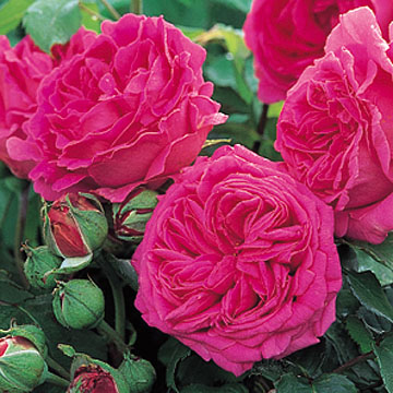 Mme Isaac Pereire - Rose Varieties | VARDI | ვარდი                                                                                                                