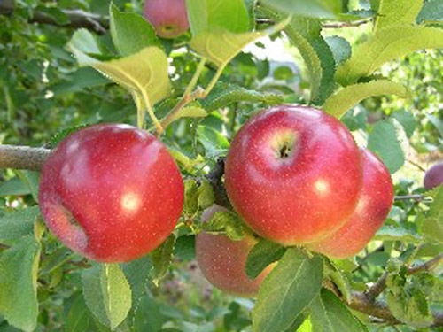 Crown Empire - Apple Varieties