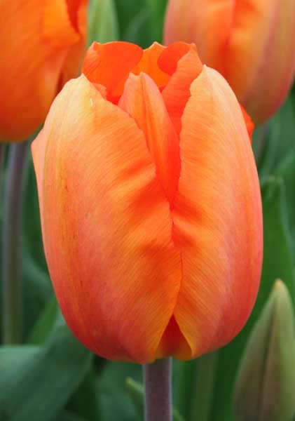 Lighting Sun -                                                         Species Tulip| TITA | ტიტა                                                        