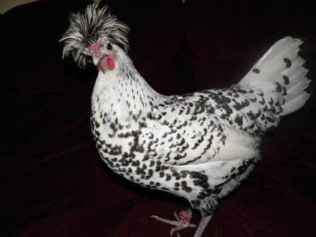 Appenzeller Spitzhauben 3 - chicken Breeds | ქათმის ჯიშები | qatmis jishebi