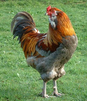 Ameraucana 3 - chicken Breeds | ქათმის ჯიშები | qatmis jishebi