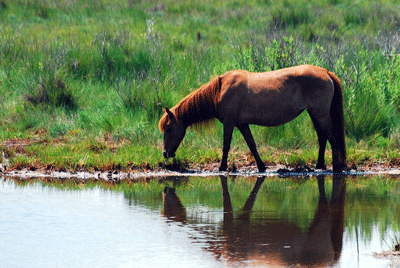Chincoteague 3 - horse Breeds | ცხენის ჯიშები| cxenis jishebi