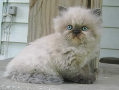 Himalayan 1 - cat Breeds | კატის ჯიშები | katis jishebi