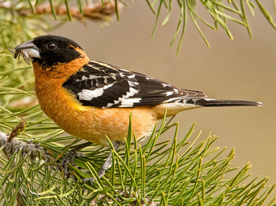 Black-headed Grosbeak - Bird Species | Frinvelis jishebi | ფრინველის ჯიშები