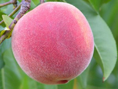Beekman - Peach Varieties