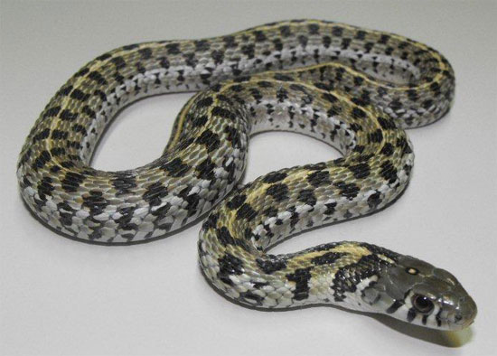 CHECKERED GARTERSNAKE <br /> Thamnophis marcianus - snake species | gveli | გველი