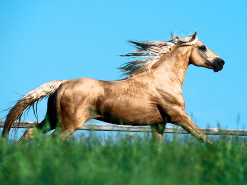 Missouri Fox-Trotter 2 - horse Breeds | ცხენის ჯიშები| cxenis jishebi