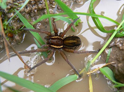 Raft Spider - Spider species | OBOBAS JISHEBI | ობობას ჯიშები