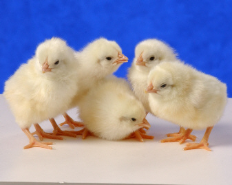 Leghorn 1 - chicken Breeds | ქათმის ჯიშები | qatmis jishebi