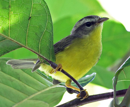 Golden-crowned Warbler - Bird Species | Frinvelis jishebi | ფრინველის ჯიშები