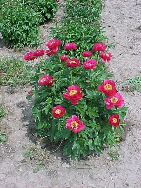 Crusader -                                                                                                                 Peonies species| PIONI | პიონი