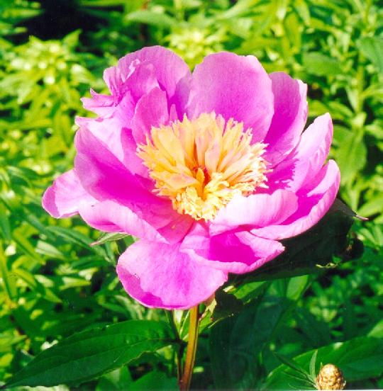 Doreen -                                                                                                                 Peonies species| PIONI | პიონი