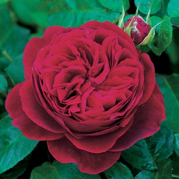 L D Braithwaite - Rose Varieties | VARDI | ვარდი                                                                                                                