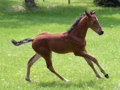 Morgan 2 - horse Breeds | ცხენის ჯიშები| cxenis jishebi