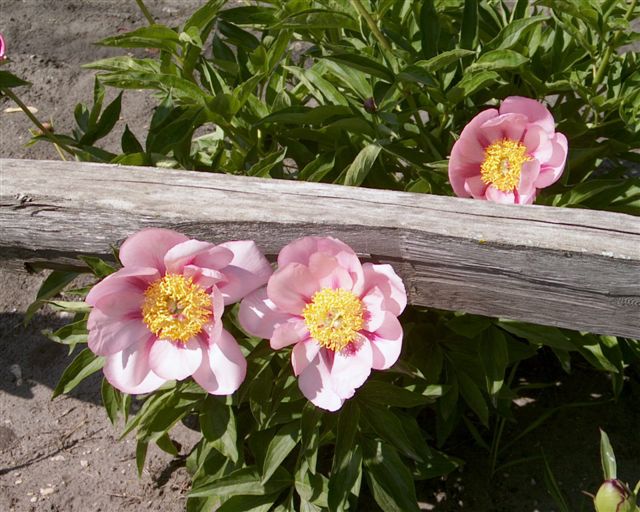 Firelight -                                                                                                                 Peonies species| PIONI | პიონი