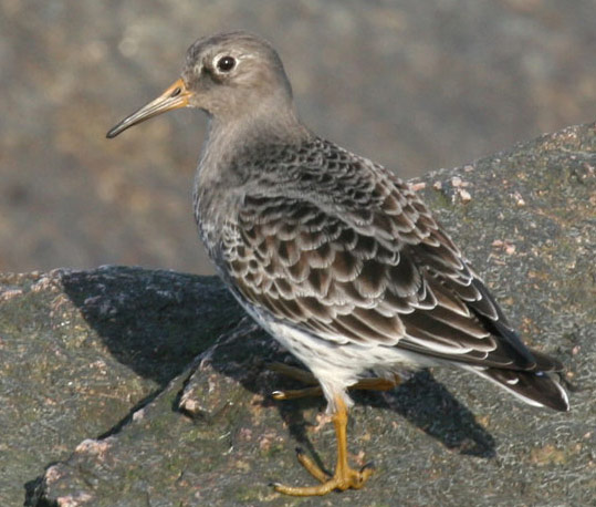 Purple Sandpiper - Bird Species | Frinvelis jishebi | ფრინველის ჯიშები