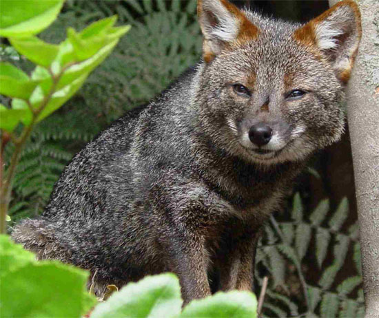 Darwin's Fox - fox species | melias jishebi | მელიას ჯიშები