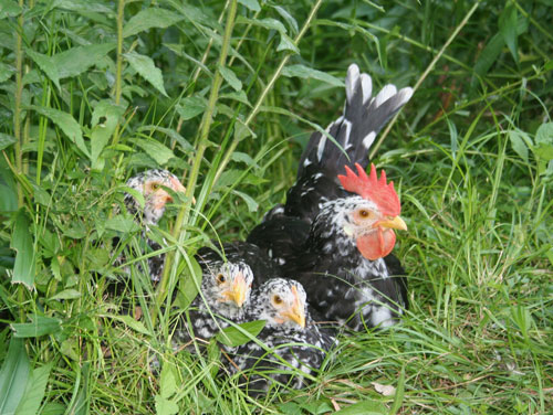 Ancona 1 - chicken Breeds | ქათმის ჯიშები | qatmis jishebi