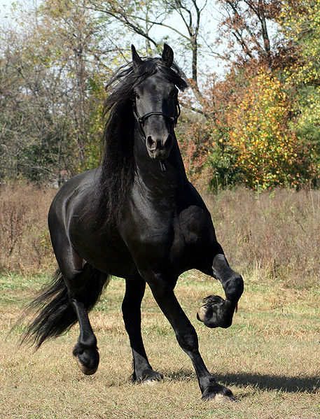 Friesian - horse Breeds | ცხენის ჯიშები| cxenis jishebi