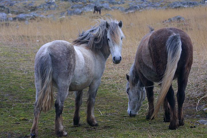 Eriskay 2 - horse Breeds | ცხენის ჯიშები| cxenis jishebi