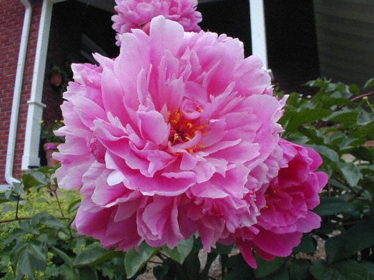 Attar of Roses -                                                                                                                 Peonies species| PIONI | პიონი
