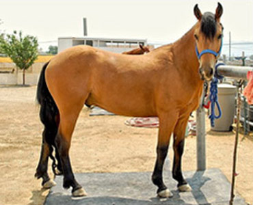 Abstang Horse - horse Breeds | ცხენის ჯიშები| cxenis jishebi