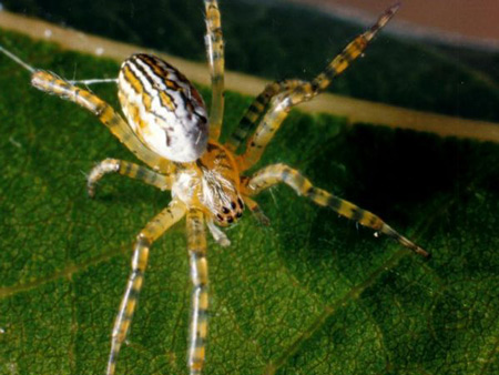 Dome Web Spider - Spider species | OBOBAS JISHEBI | ობობას ჯიშები