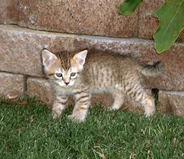 Pixiebob 1 - cat Breeds | კატის ჯიშები | katis jishebi