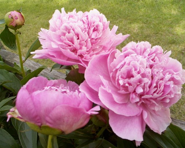 Bouchela -                                                                                                                 Peonies species| PIONI | პიონი