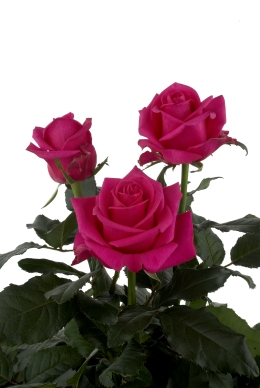 Lush - Rose Varieties | VARDI | ვარდი                                                                                                                