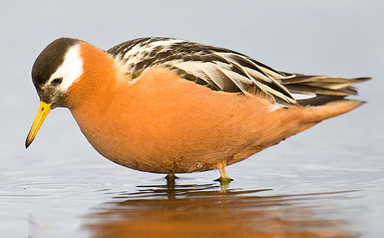 Red Phalarope - Bird Species | Frinvelis jishebi | ფრინველის ჯიშები