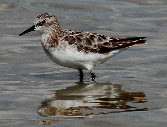 Little Stint - Bird Species | Frinvelis jishebi | ფრინველის ჯიშები