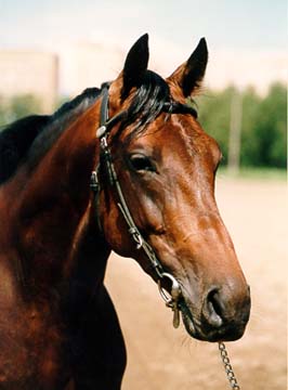 Russian Trotter 2 - horse Breeds | ცხენის ჯიშები| cxenis jishebi