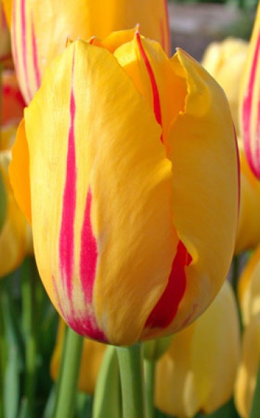 La Courtine -                                                         Species Tulip| TITA | ტიტა                                                        