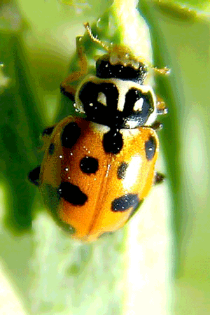 Adonis - Ladybirds species | CHIAMAIAS JISHEBI | ჭიამაიას ჯიშები