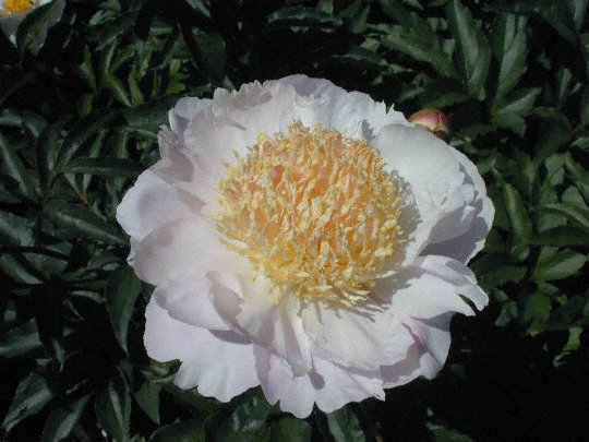 Cream Puff -                                                                                                                 Peonies species| PIONI | პიონი