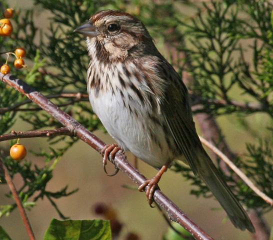 Song Sparrow - Bird Species | Frinvelis jishebi | ფრინველის ჯიშები