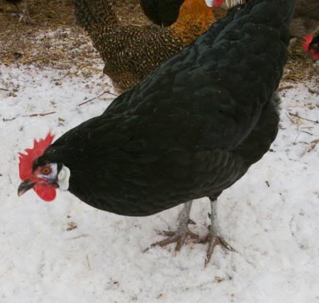 White-Faced Black Spanish 2 - chicken Breeds | ქათმის ჯიშები | qatmis jishebi