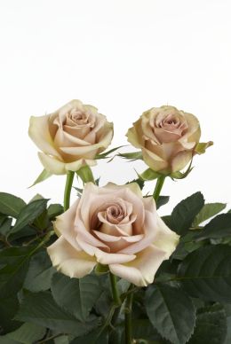 Hypnose - Rose Varieties | VARDI | ვარდი                                                                                                                