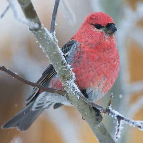 Pine Grosbeak - Bird Species | Frinvelis jishebi | ფრინველის ჯიშები