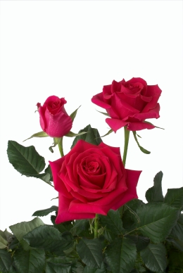 Hot Gossip - Rose Varieties | VARDI | ვარდი                                                                                                                