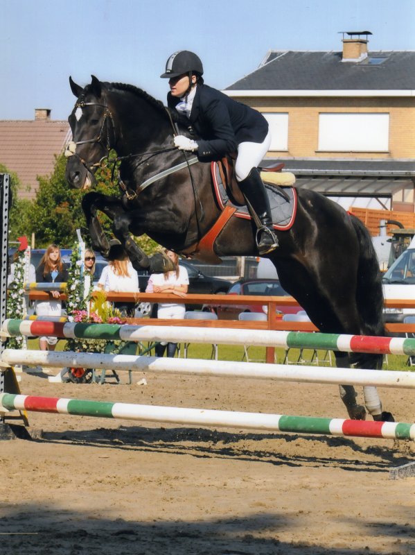 Andalusian 2 - horse Breeds | ცხენის ჯიშები| cxenis jishebi
