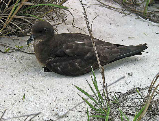 Herald Petrel - Bird Species | Frinvelis jishebi | ფრინველის ჯიშები