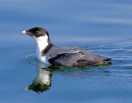 Ancient Murrelet - Bird Species | Frinvelis jishebi | ფრინველის ჯიშები