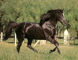 Azteca 2 - horse Breeds | ცხენის ჯიშები| cxenis jishebi