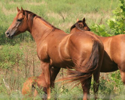 American Standardbred - horse Breeds | ცხენის ჯიშები| cxenis jishebi